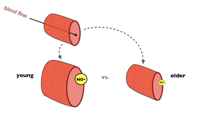 Dilation of arteries as we age. (Graphic by Tom LaRocca, University of Colorado Boulder)
