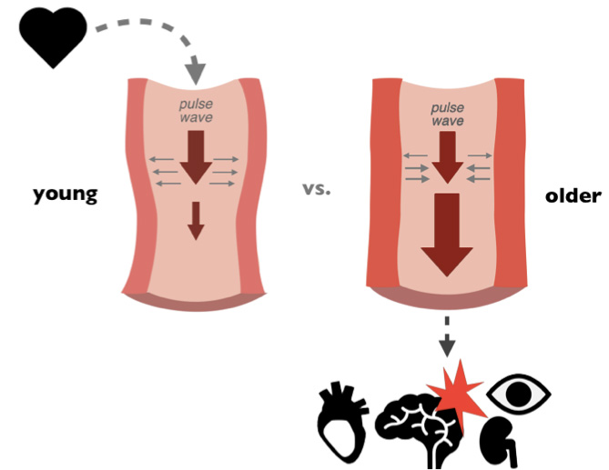 Comparison of vascular responses in young vs. older individuals, highlighting impacts on heart and brain health.