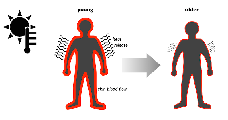 releasing heat as we age