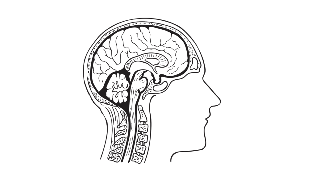 brain anatomy