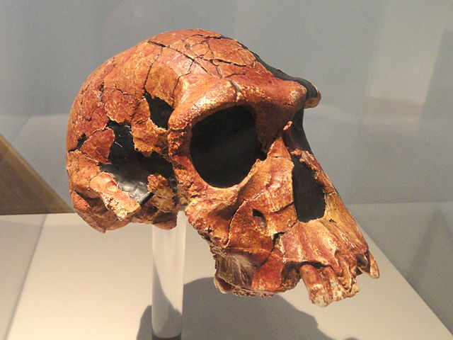 image of a homo habilis skull