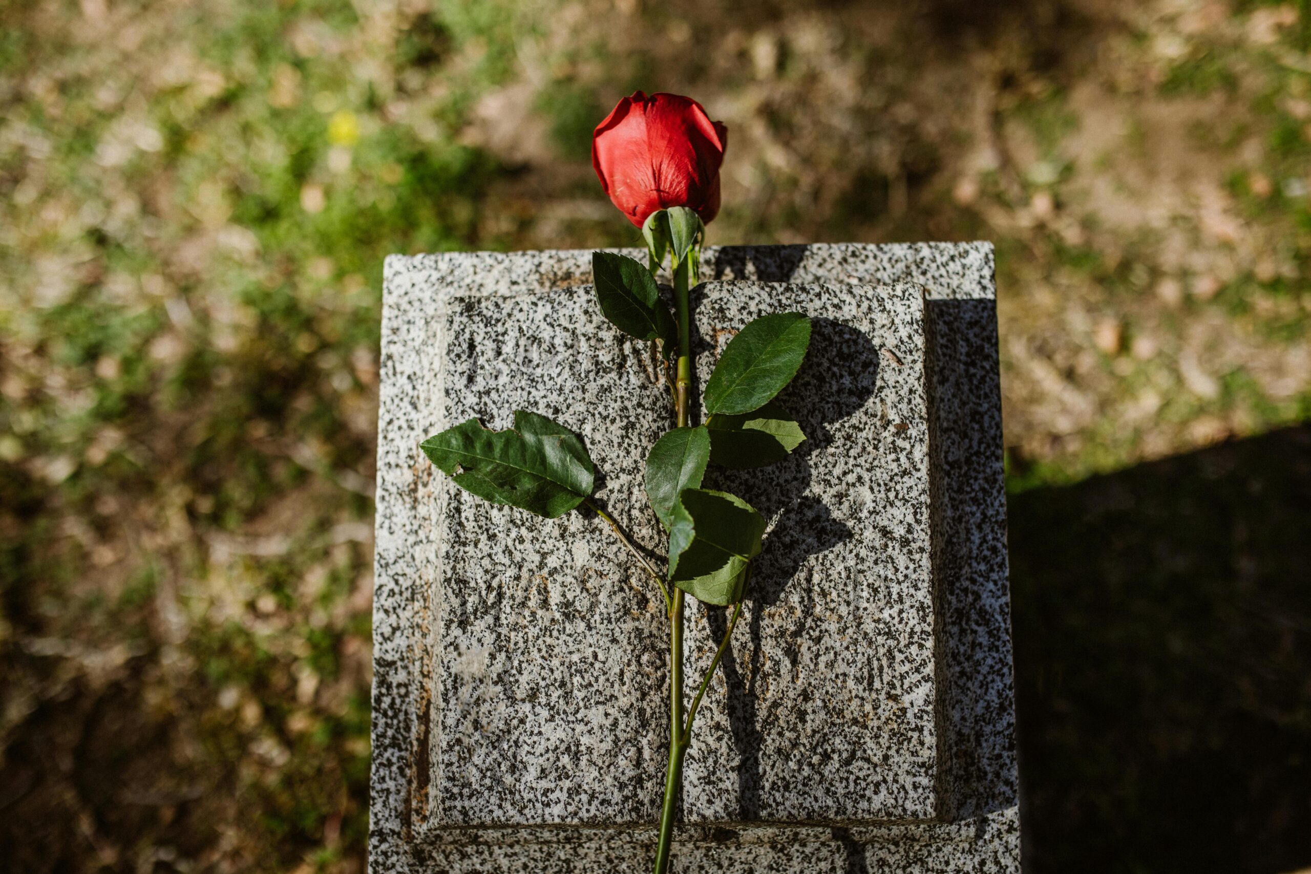a rose sat on a tombstone